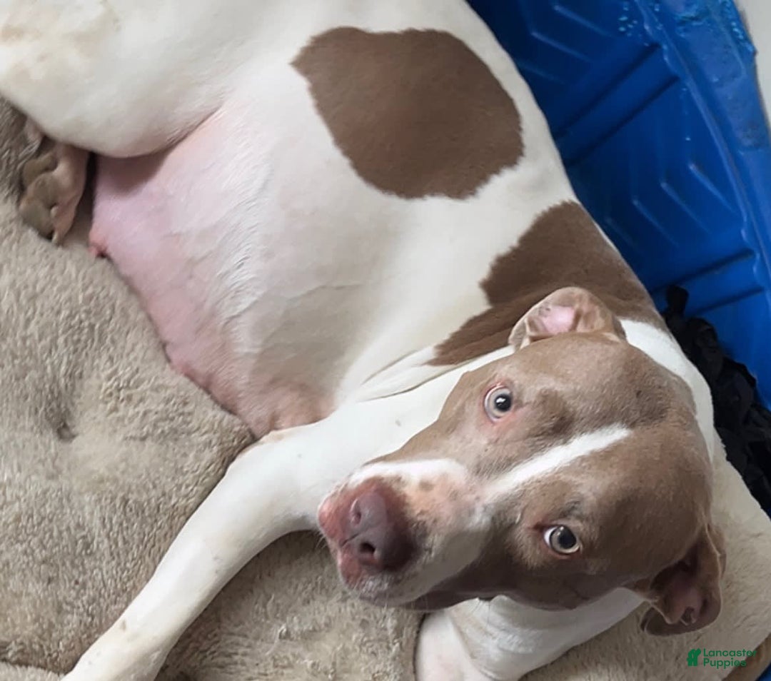 American Bully dogs for sale: Charlie - Image 9
