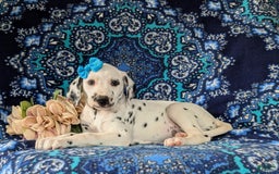 Dalmatian dogs for sale: Katrina - Image 5
