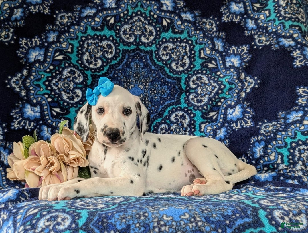 Dalmatian dogs for sale: Katrina - Image 5