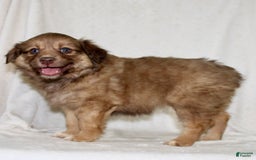 Australian Shepherd dogs for sale: Sandra - Image 3