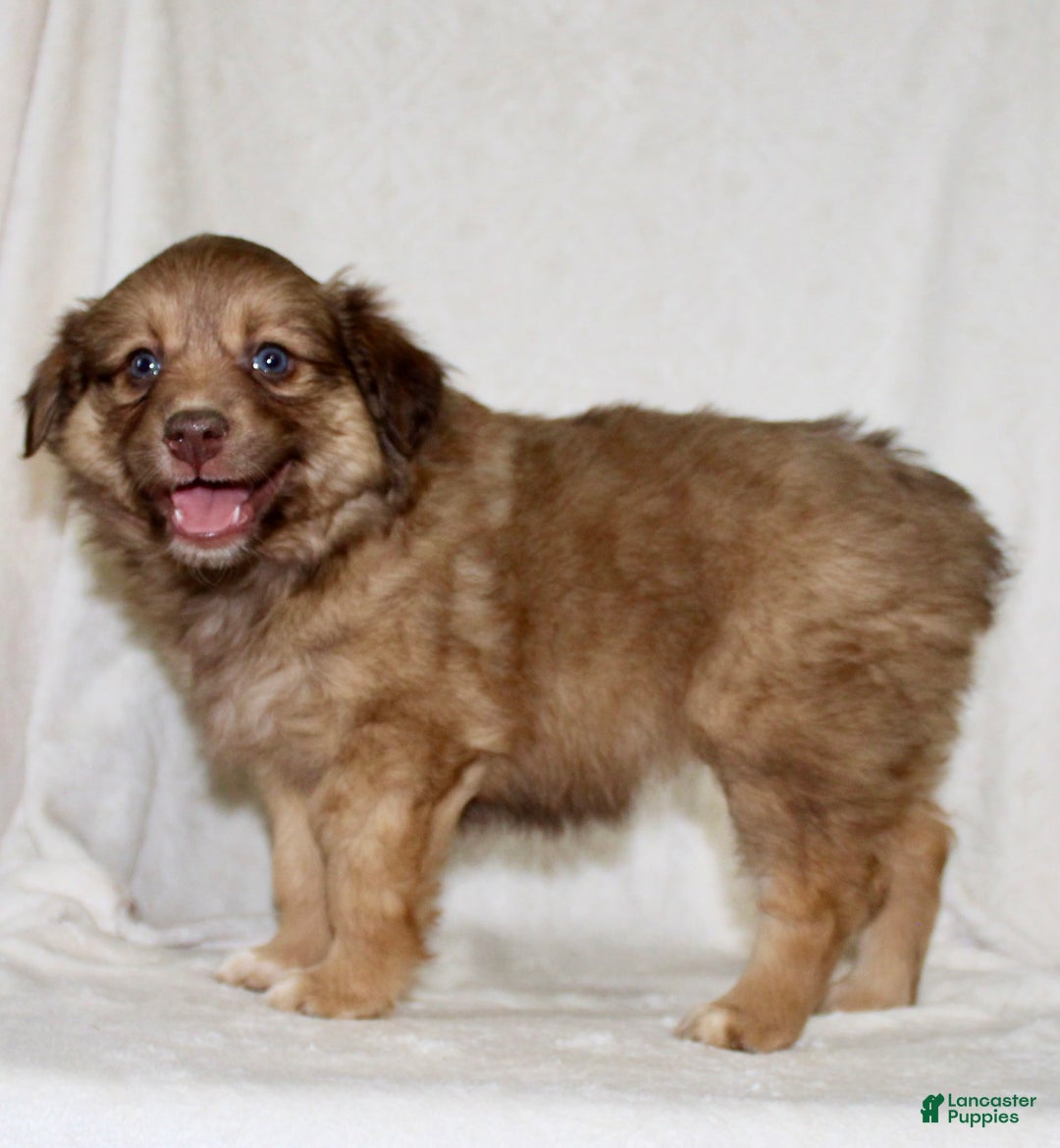 Australian Shepherd dogs for sale: Sandra - Image 3