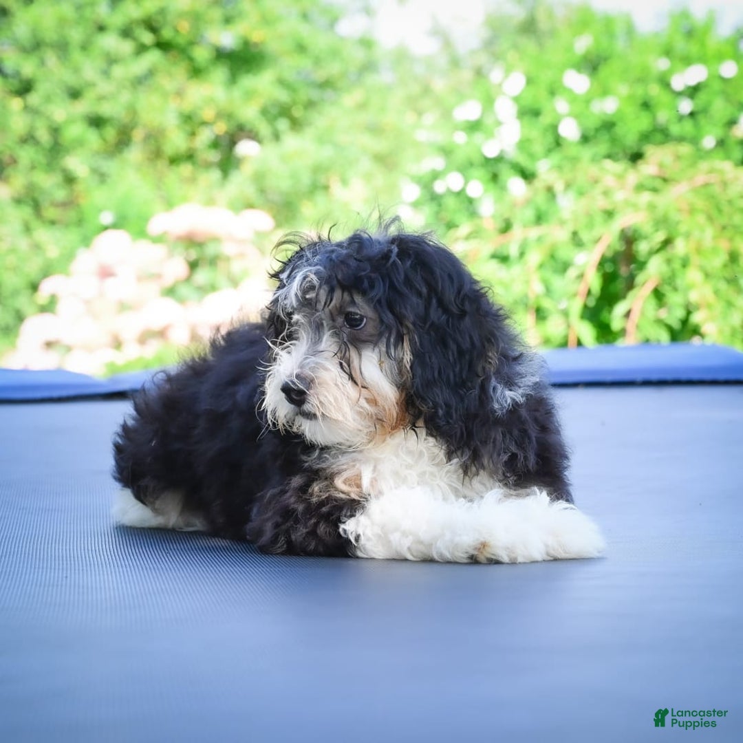 Mini Bernedoodle dogs for sale: Marcy - Image 3