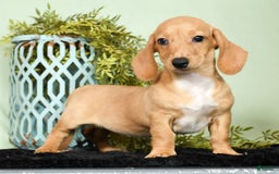 Miniature Dachshund dogs for sale: Dora - Image 1