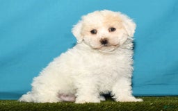 Bichpoo dogs for sale: Micky - Image 9