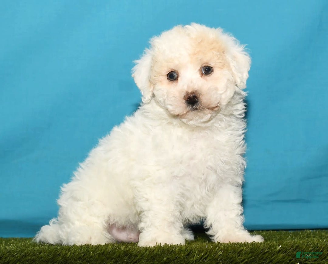 Bichpoo dogs for sale: Micky - Image 9