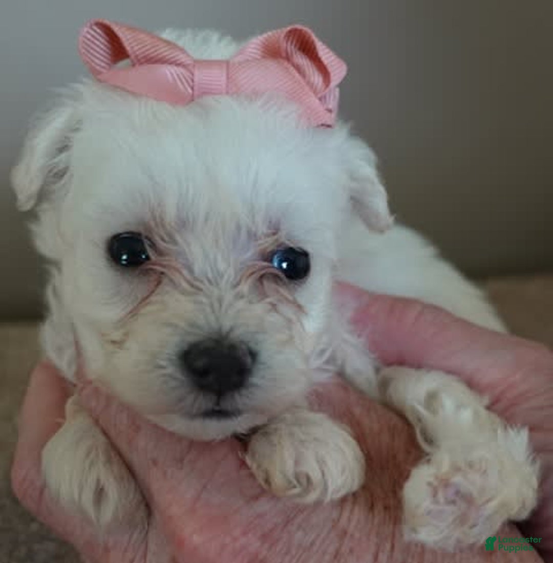 Maltipoo dogs for sale: Amara - Image 15
