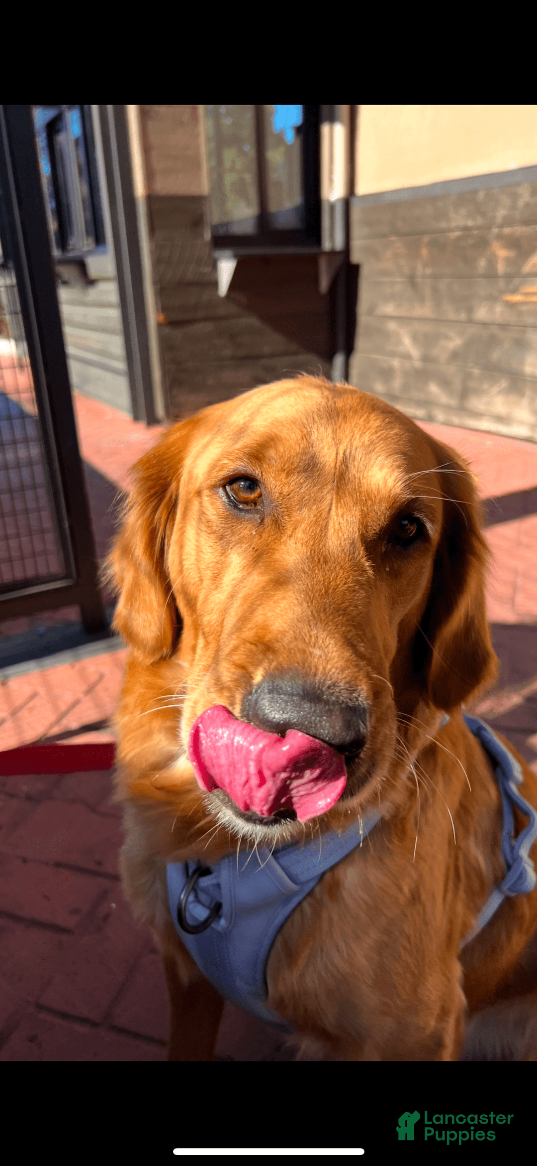Golden Retriever dogs for sale: Orange - Image 2