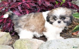Shih Tzu dogs for sale: Daisy - Image 6