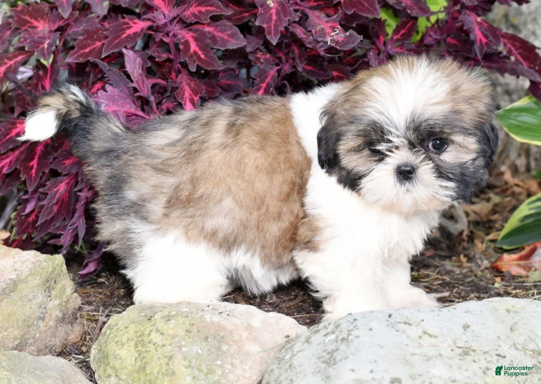 Shih Tzu dogs for sale: Daisy - Image 6