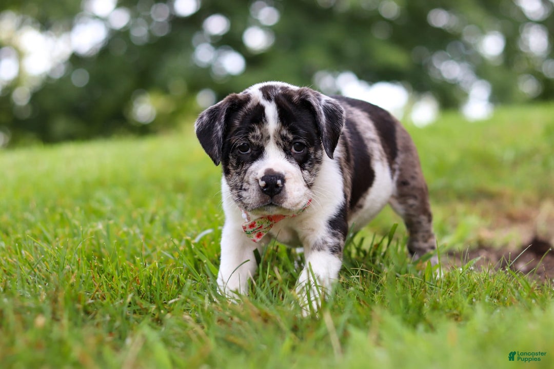 Beabull dogs for sale: Carrie - Image 4