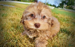 Havapoo dogs for sale: Jazzy - Image 13