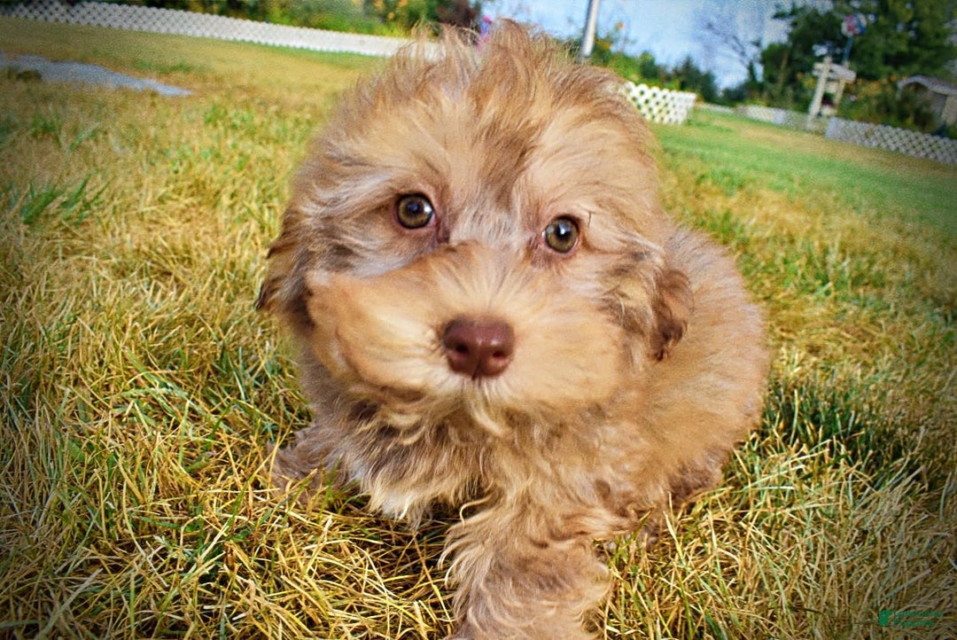 Havapoo dogs for sale: Jazzy - Image 13