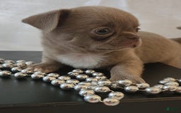 Chihuahua dogs for sale: Lord - Image 11