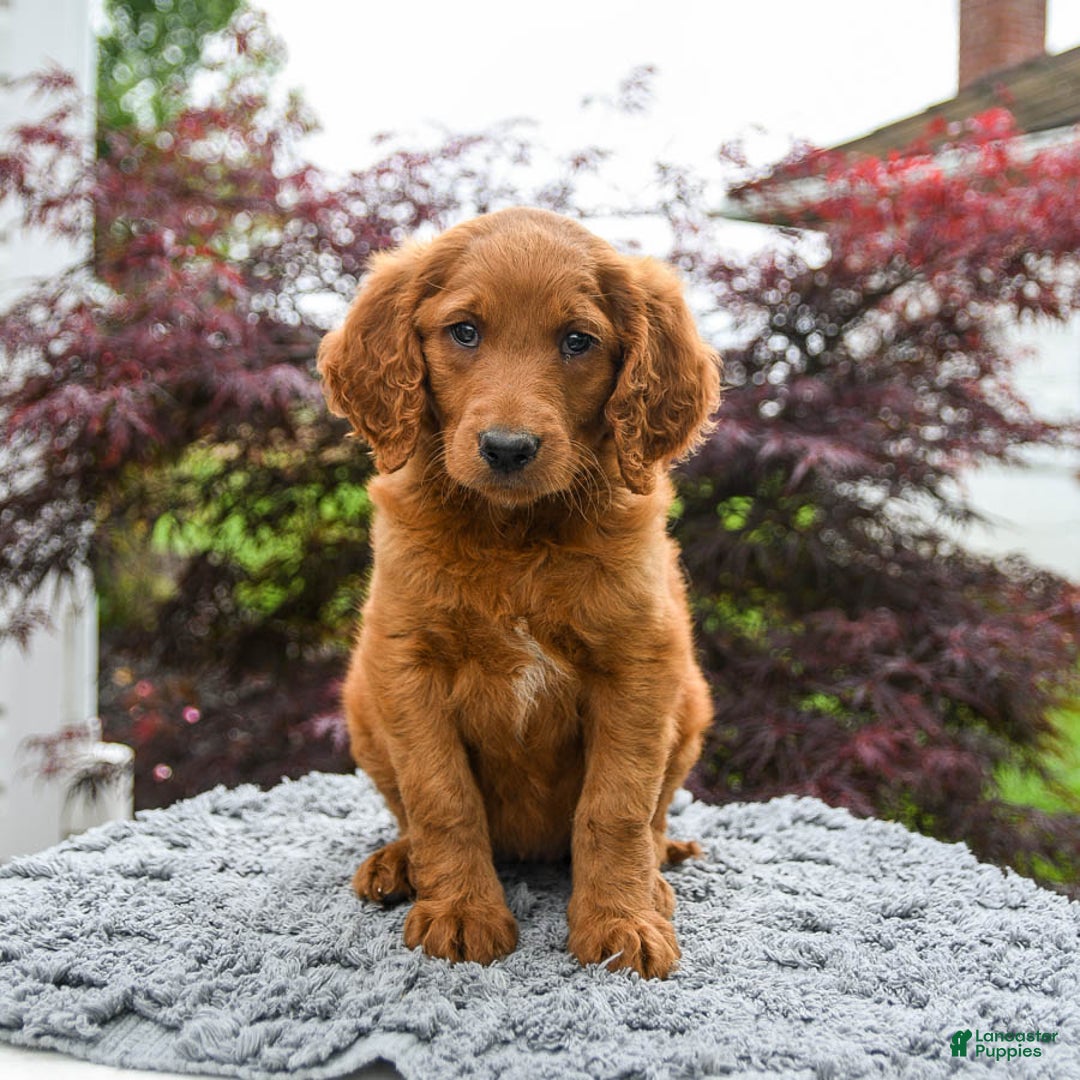 Goldendoodle dogs for sale: Cannoli - Image 3