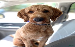 Goldendoodle dogs for sale: Muffin - Image 6