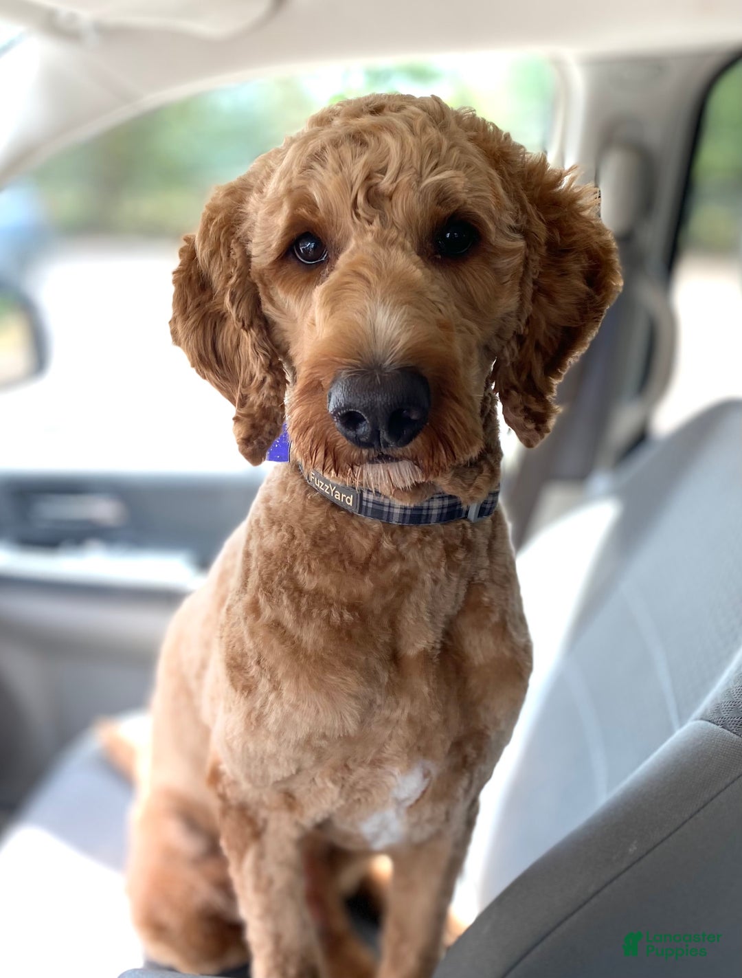 Goldendoodle dogs for sale: Muffin - Image 6