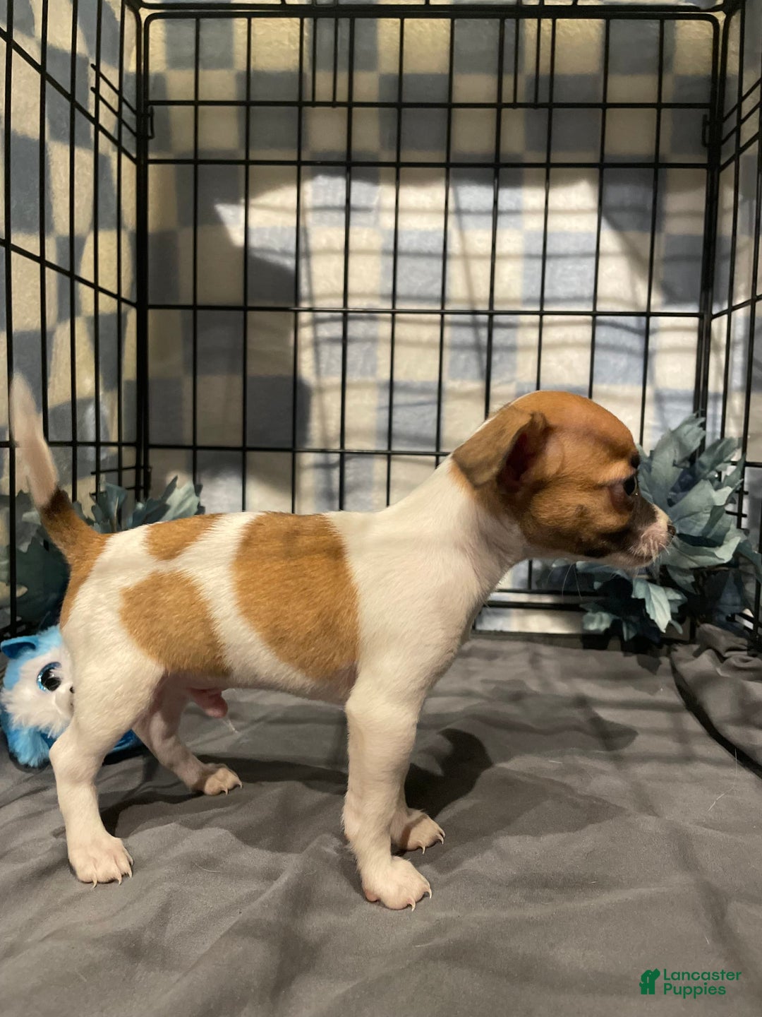 Chihuahua dogs for sale: Bia - Image 9