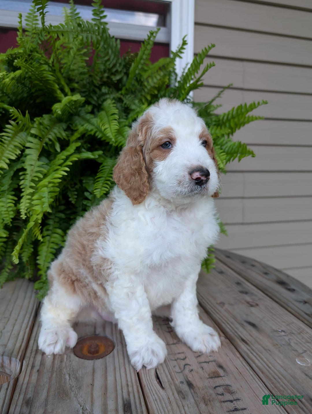 Goldendoodle dogs for sale: Ace - Image 15