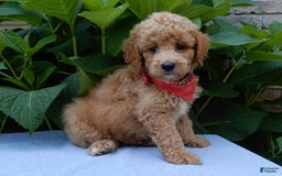 Mini Goldendoodle dogs for sale: Mack - Image 7