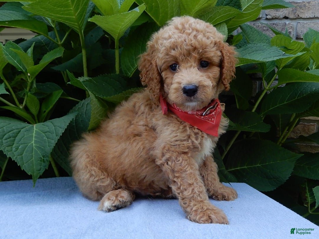 Mini Goldendoodle dogs for sale: Mack - Image 7