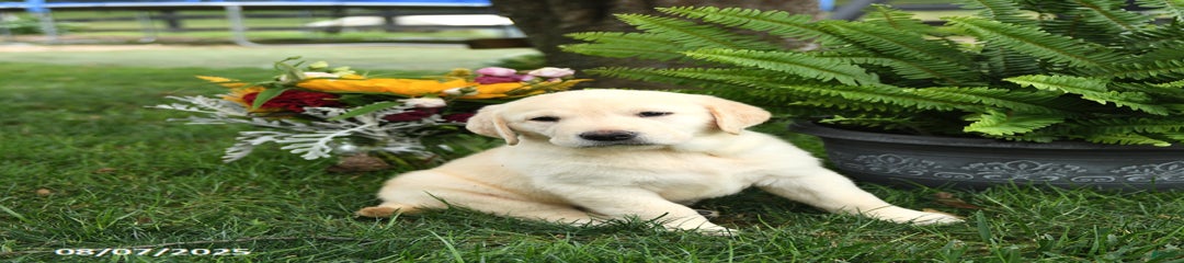 Skipper