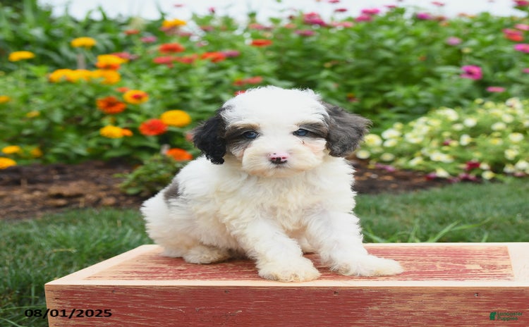 Miniature Poodle dogs for sale - Ad 4