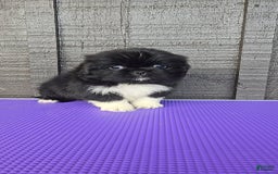 Pekingese dogs for sale: Clarice - Image 2