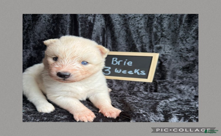 Siberian Husky dogs for sale - Ad 1
