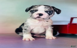 Frenchton dogs for sale: Cookie Dna Clear - Image 4