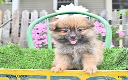 Pomeranian dogs for sale: Farra - Image 6