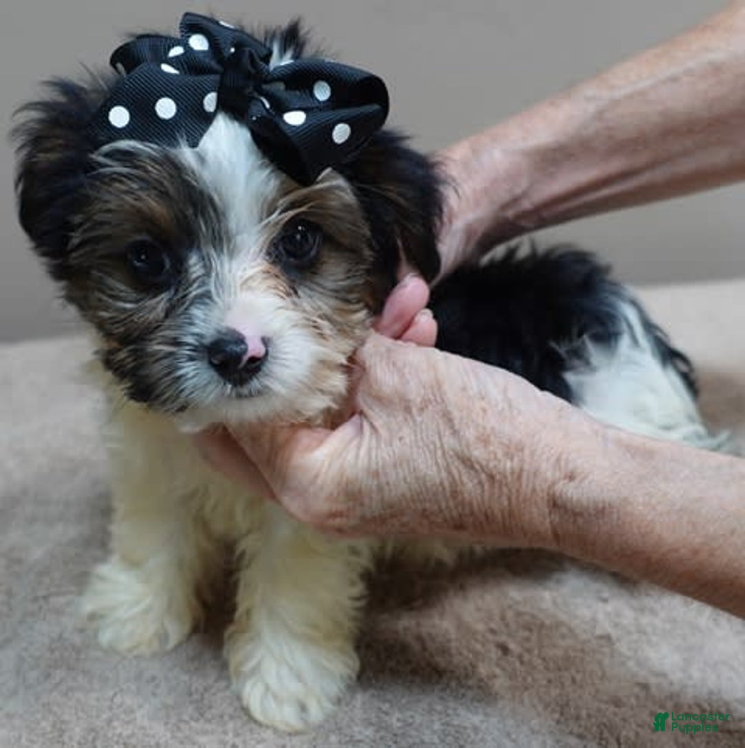 Yorkshire Terrier dogs for sale: Kai parti boy - Image 7