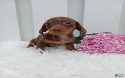 Dachshund dogs for sale: Cocoa - Image 4