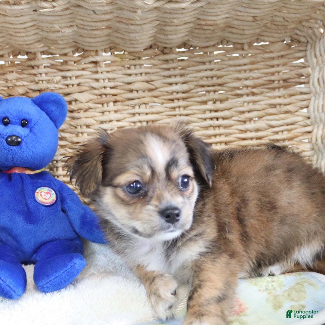 Shorkie dogs for sale: Lacey - Image 2