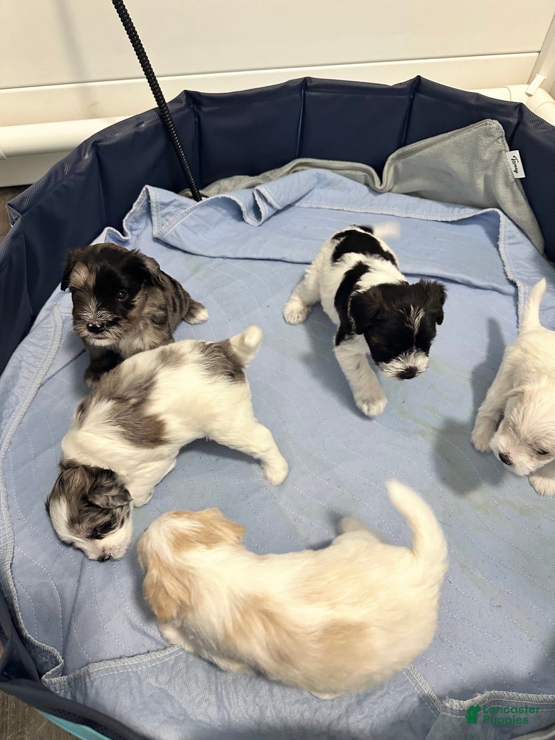 Miniature Schnauzer dogs for sale: Cloe - Image 5