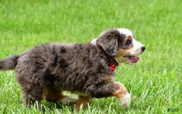 Mini Bernedoodle dogs for sale: Jade - Image 8