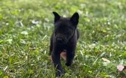 Belgian Malinois dogs for sale: Akc Certified Male 5 - Image 5