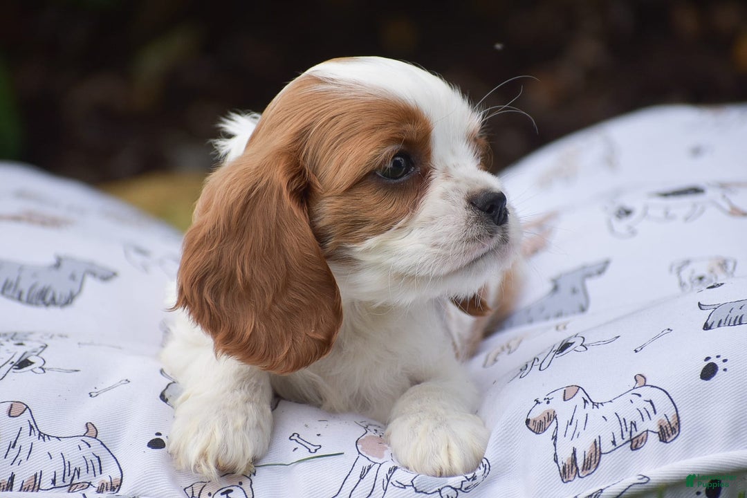 Cockalier dogs for sale: Rachelle - Image 11