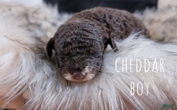 Mini Bernedoodle dogs for sale: Cheddar - Image 3