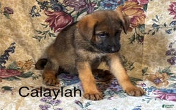 German Shepherd dogs for sale: Calaylah - Image 7