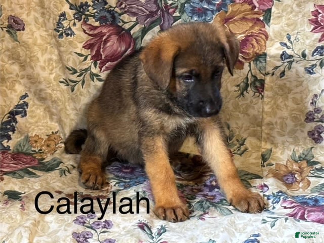 German Shepherd dogs for sale: Calaylah - Image 7
