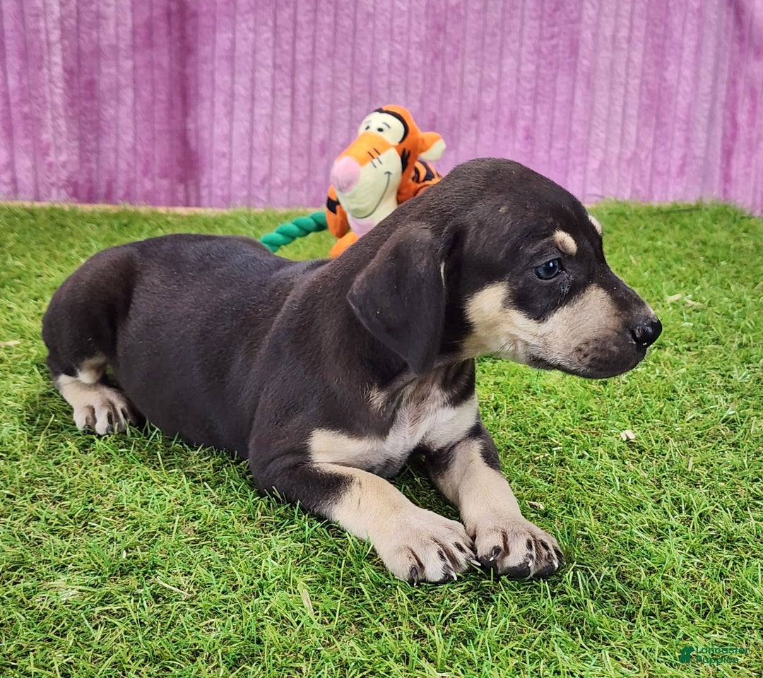 Catahoula Leopard Dog dogs for sale: Tess 2025 Female 3 - Image 3