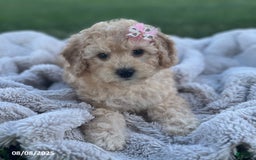 Bichpoo dogs for sale: Suzy - Image 1