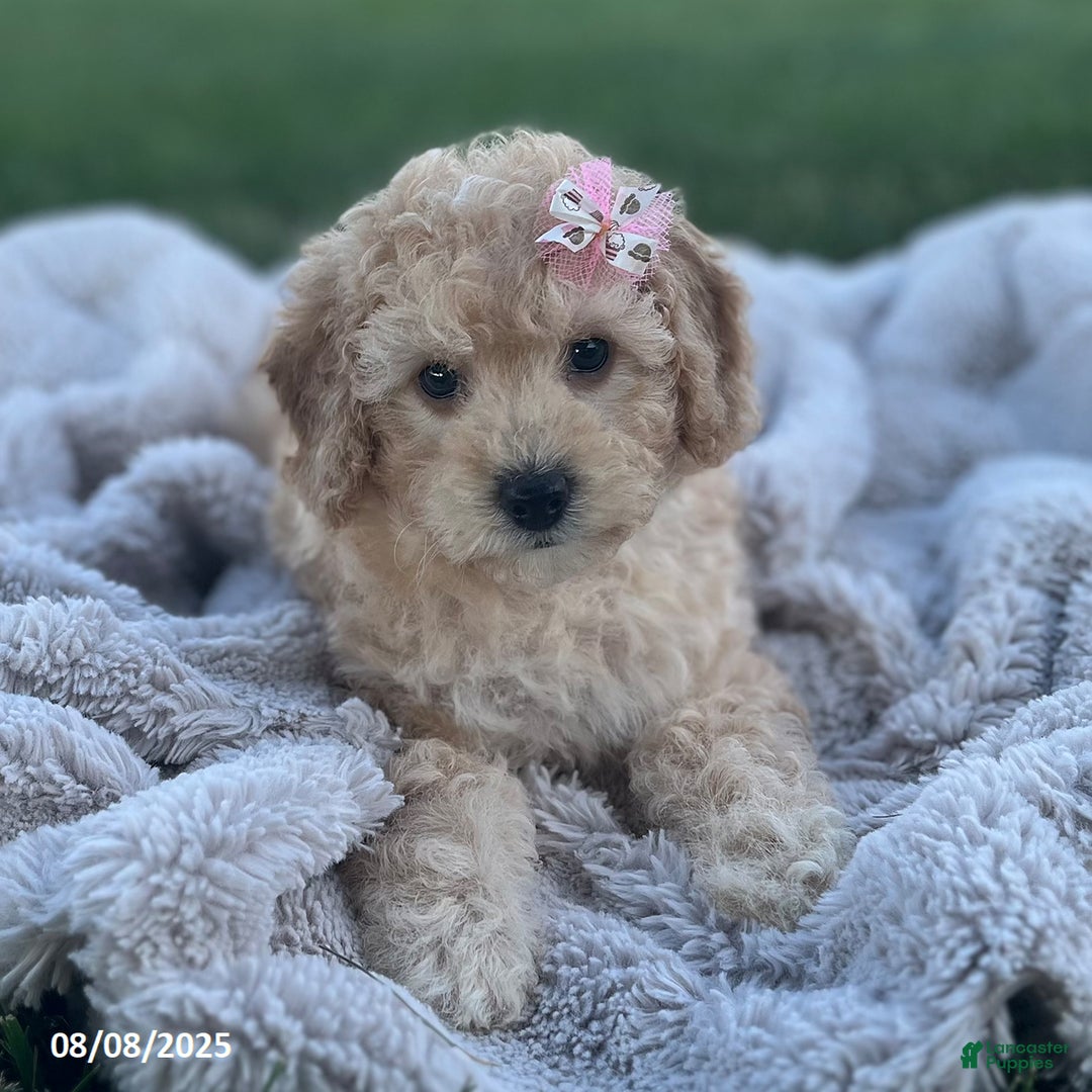 Bichpoo dogs for sale: Suzy - Image 1