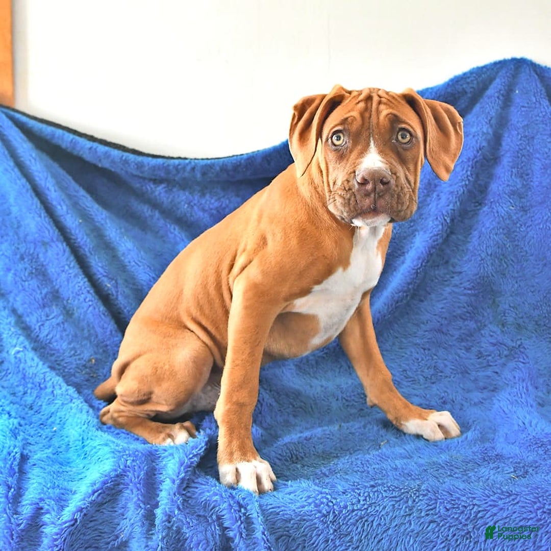 Boxer dogs for sale: Tank Rare Color - Image 10