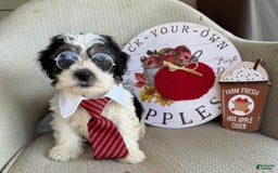 Teddy Bear dogs for sale: Firecracker - Image 5