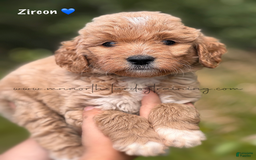 Goldendoodle dogs for sale: Zircon - Image 1