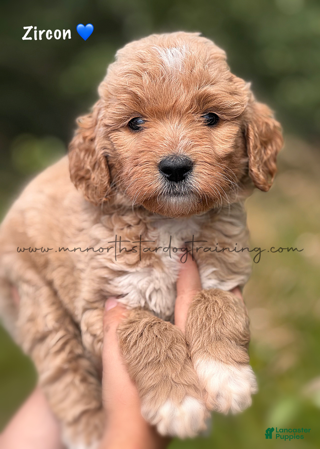 Goldendoodle dogs for sale: Zircon - Image 1