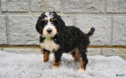 Bernedoodle dogs for sale: Roxy - Image 6