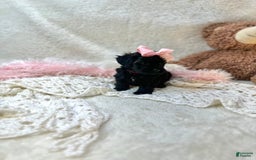 Morkie dogs for sale: Honey - Image 3