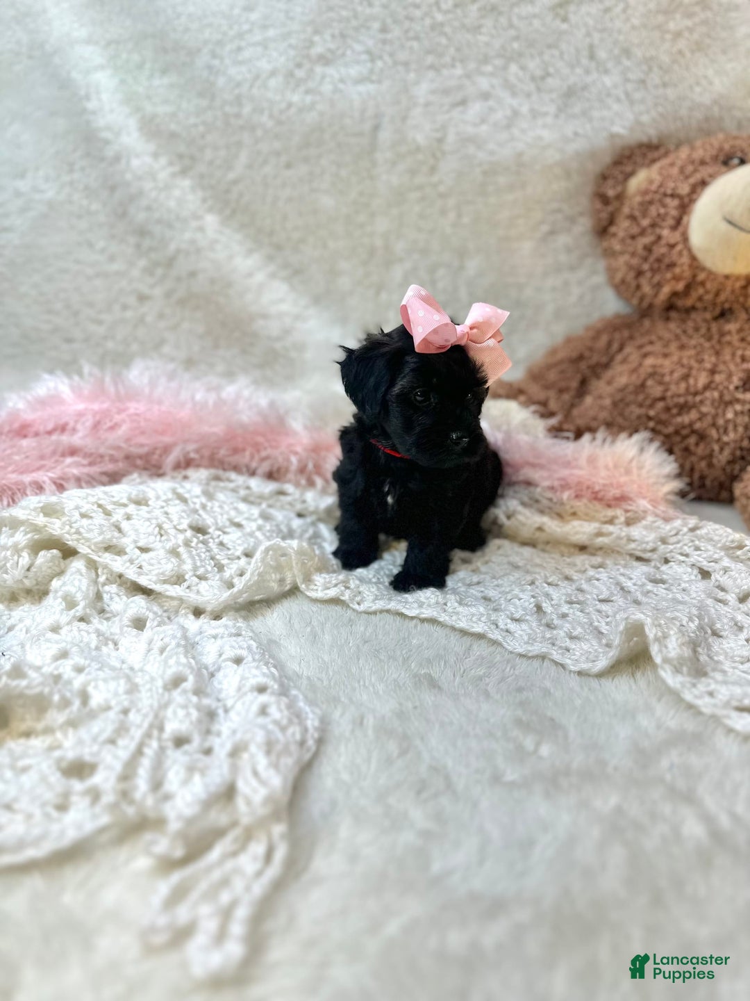 Morkie dogs for sale: Honey - Image 3
